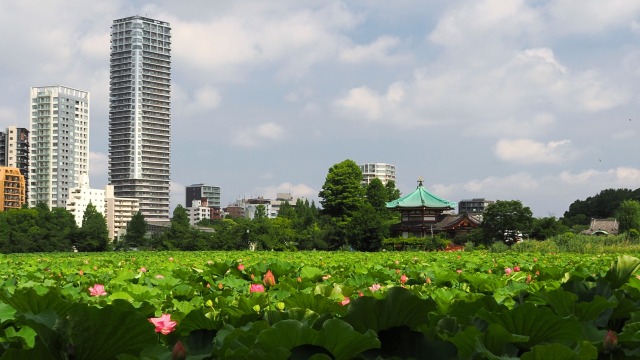 不忍池のハス