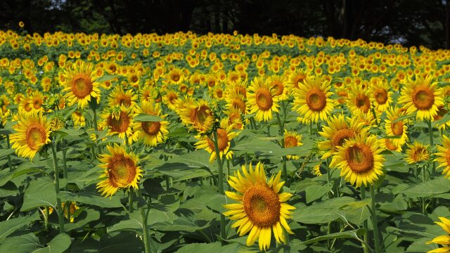 昭和記念公園の向日葵