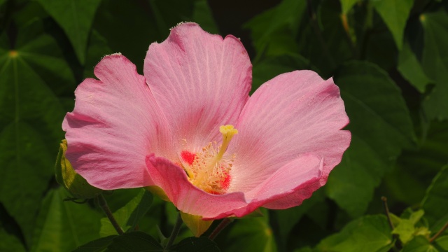 あしかがフラワーパークの芙蓉