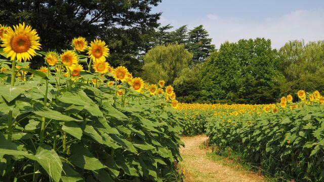 昭和記念公園の向日葵