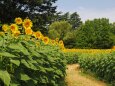 昭和記念公園の向日葵