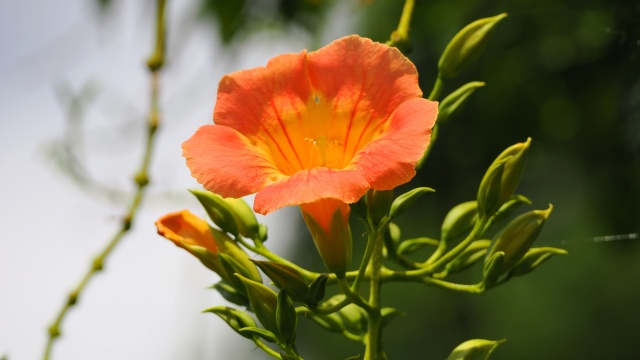 馬見丘陵公園の凌霄花