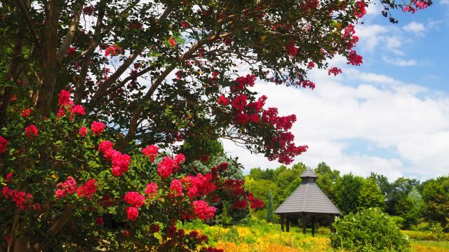 夏の馬見丘陵公園