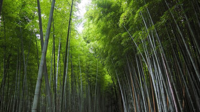 嵐山の竹林