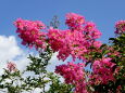 百日紅の花 夏の青空に