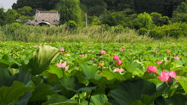 不忍池の蓮