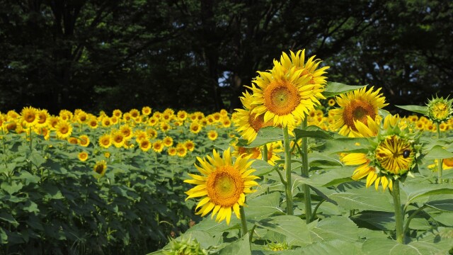 昭和記念公園の向日葵