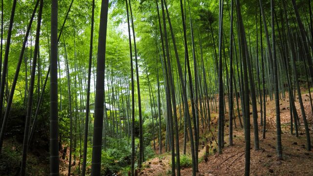 嵐山の竹林