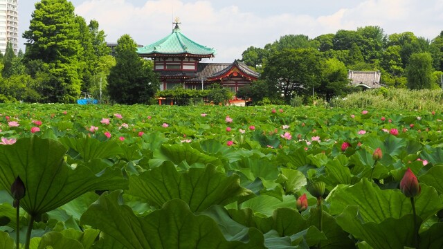 不忍池の蓮