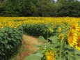 昭和記念公園の向日葵