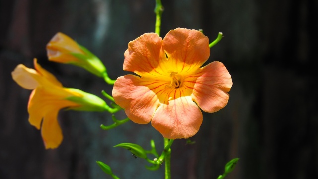 馬見丘陵公園の凌霄花