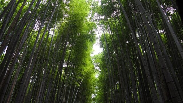 嵐山の竹林