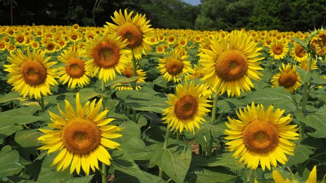 昭和記念公園の向日葵