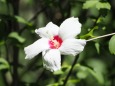 馬見丘陵公園のムクゲ