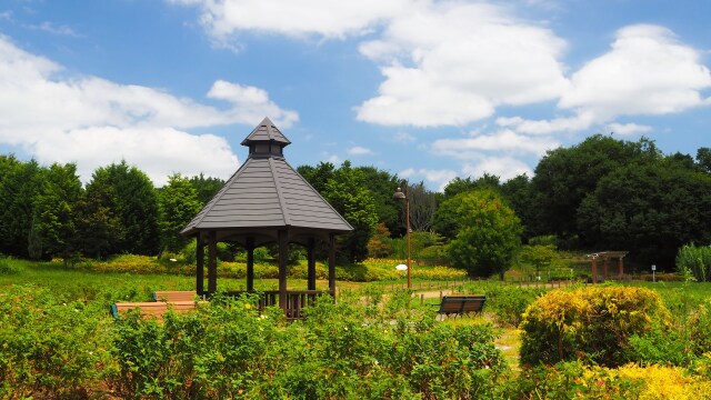 夏の馬見丘陵公園