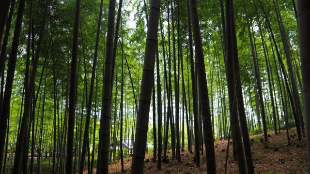 嵐山の竹林