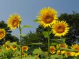 昭和記念公園の向日葵