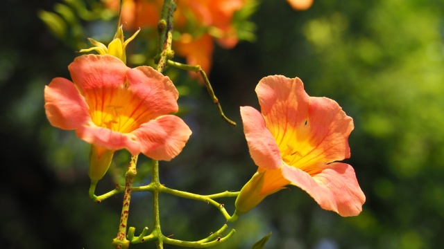 馬見丘陵公園の凌霄花