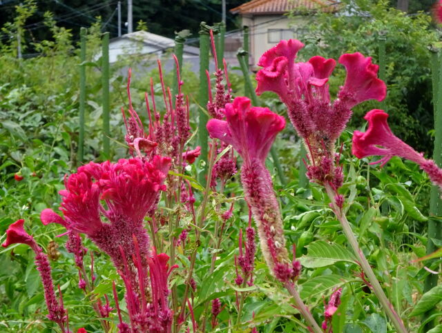 秋の足音 ケイトウの花