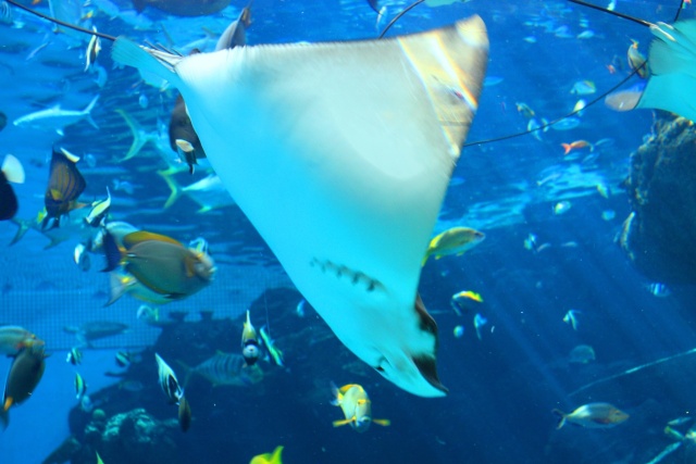 名古屋港水族館