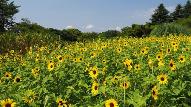 昭和記念公園の向日葵