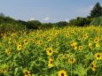 昭和記念公園の向日葵