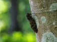 馬見丘陵公園のセミ