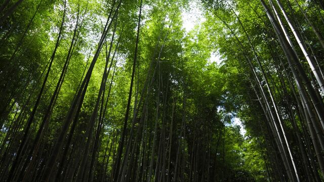 嵐山の竹林