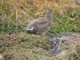 二の池ヒュッテのチビ雷鳥