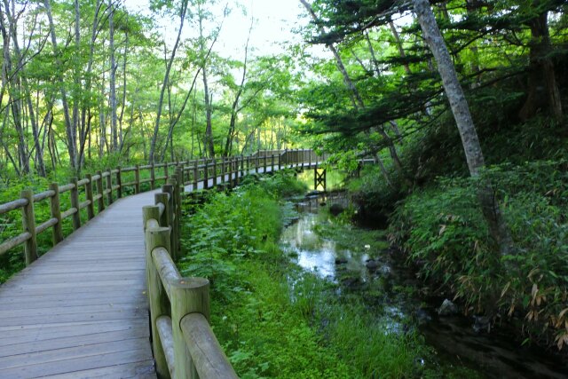 夏の散歩道