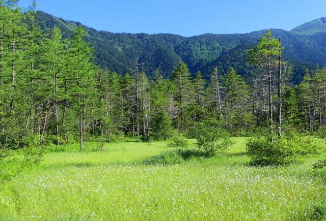 田代湿原