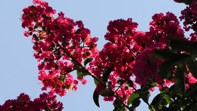 馬見丘陵公園の百日紅