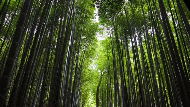 嵐山の竹林