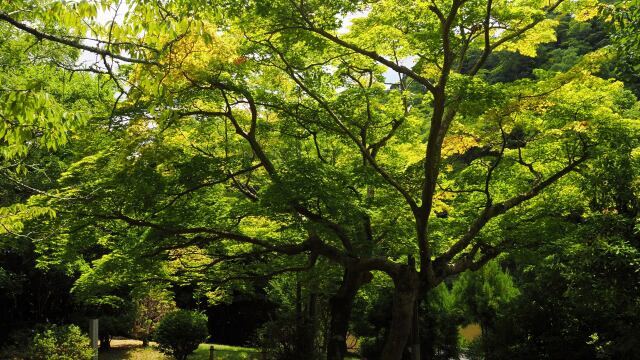 夏の嵐山