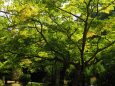 夏の嵐山