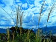 夏空に秋の気配