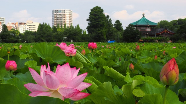 不忍池の蓮