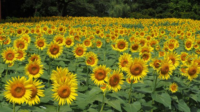 昭和記念公園の向日葵