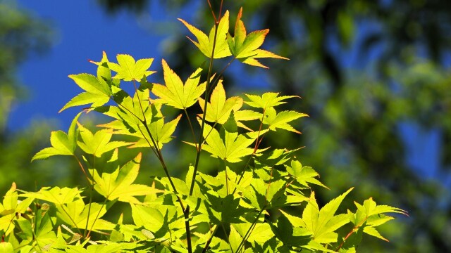 馬見丘陵公園の青もみじ