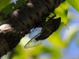 馬見丘陵公園のセミ