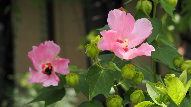 嵐山の芙蓉