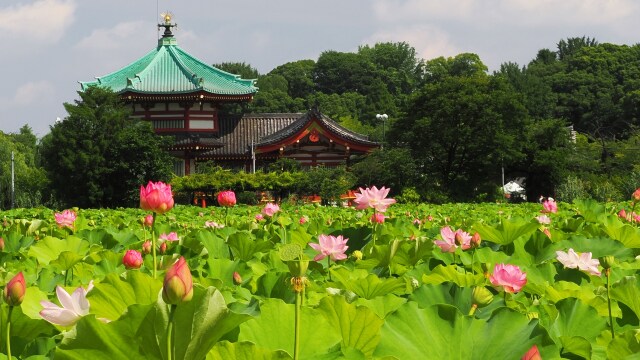 不忍池の蓮