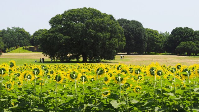 夏の昭和記念公園