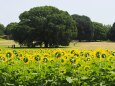 夏の昭和記念公園