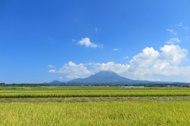 稲穂の波と大山