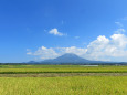 稲穂の波と大山