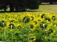 昭和記念公園の向日葵