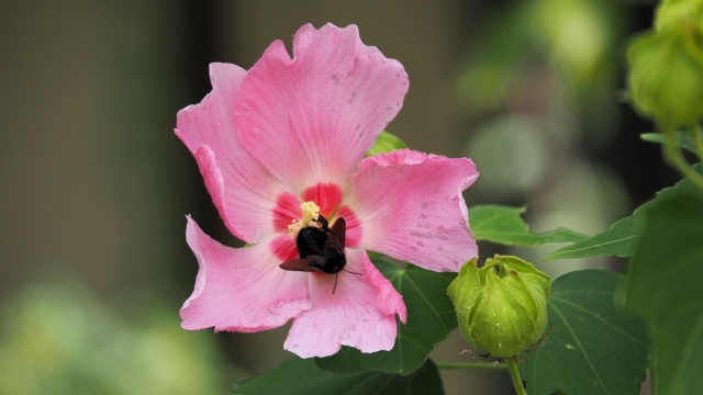 嵐山の芙蓉