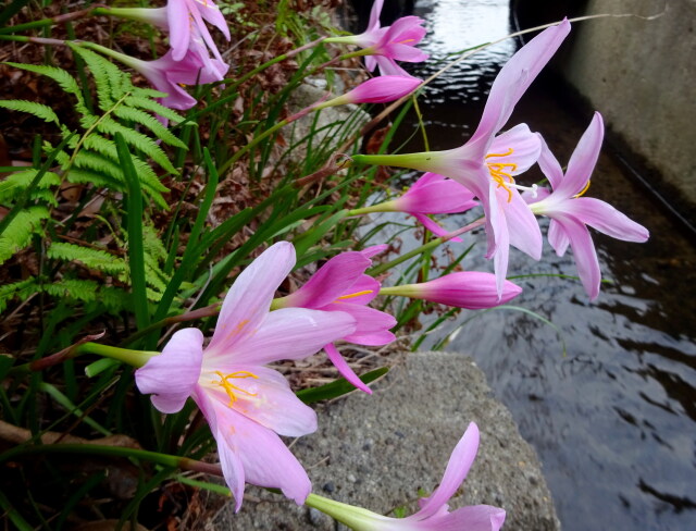 九月初旬 水辺に咲いている花