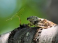 馬見丘陵公園のセミ